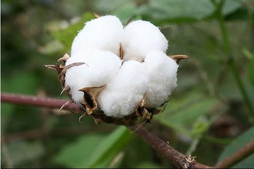 农村种地不挣钱顺口溜大全,现在农民难种地苦的顺口溜