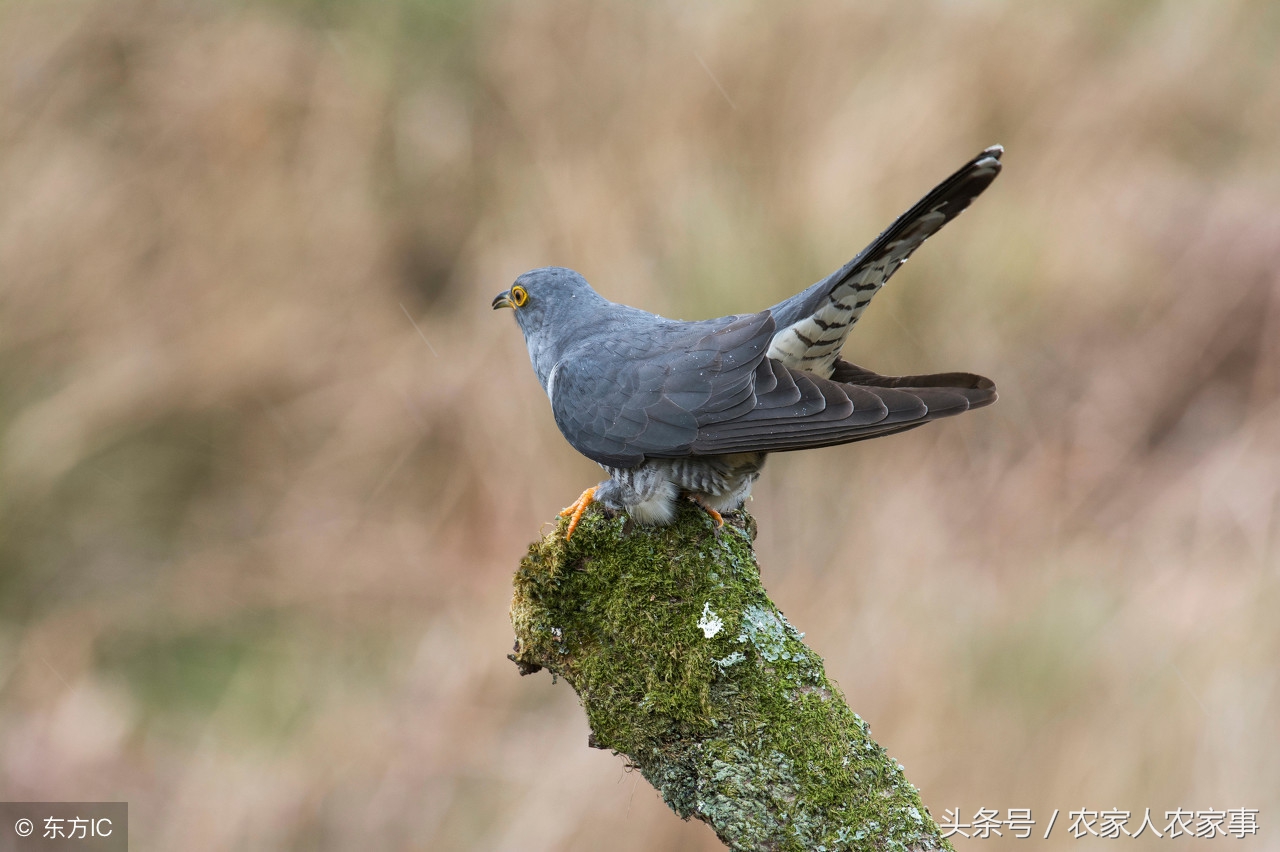 鸟预测天气的谚语,对天气预测有智慧的谚语