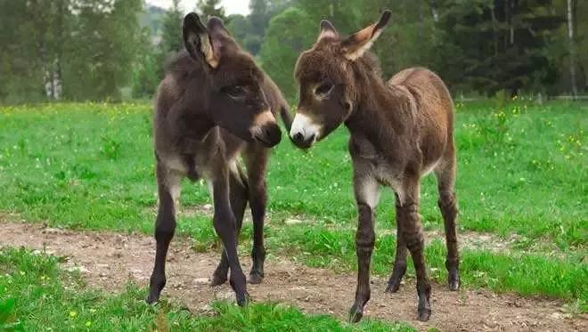 养驴业获政府支持，迎来发展新机会