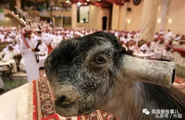 被沙特土豪炒到6万美刀一只的选美级羊咩咩……就长这个鬼样？！