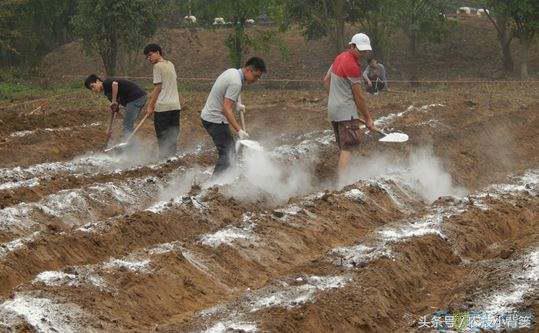 生石灰种地有什么好处,田里撒生石灰会不会对作物有影响