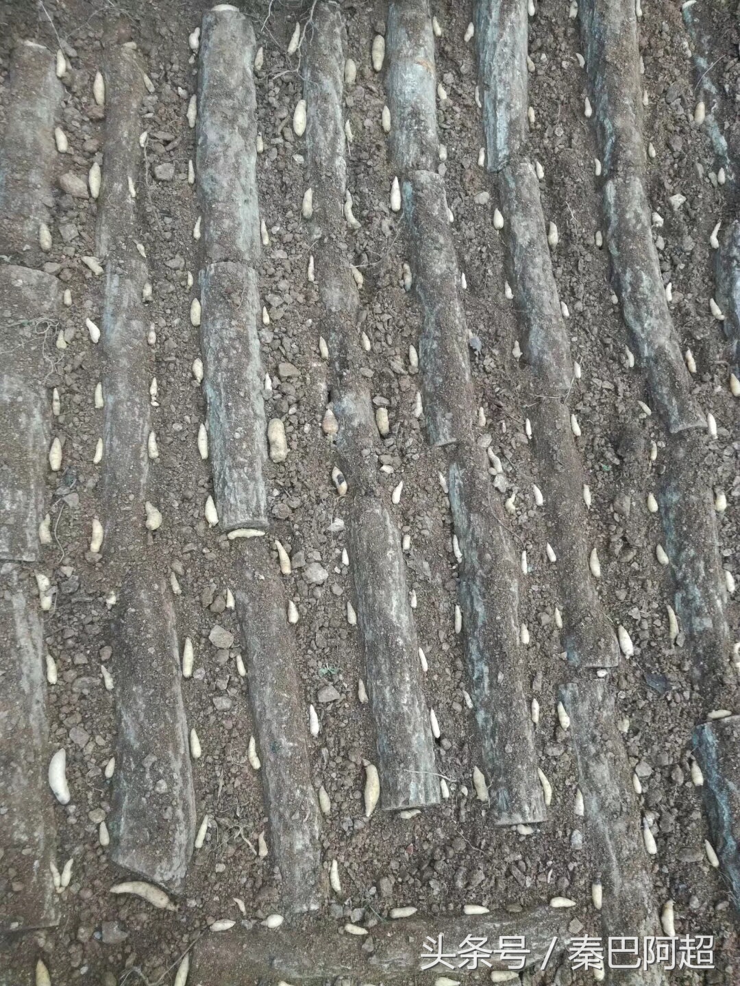 小草坝云南最美的天麻之乡,带你走进云南天麻之乡