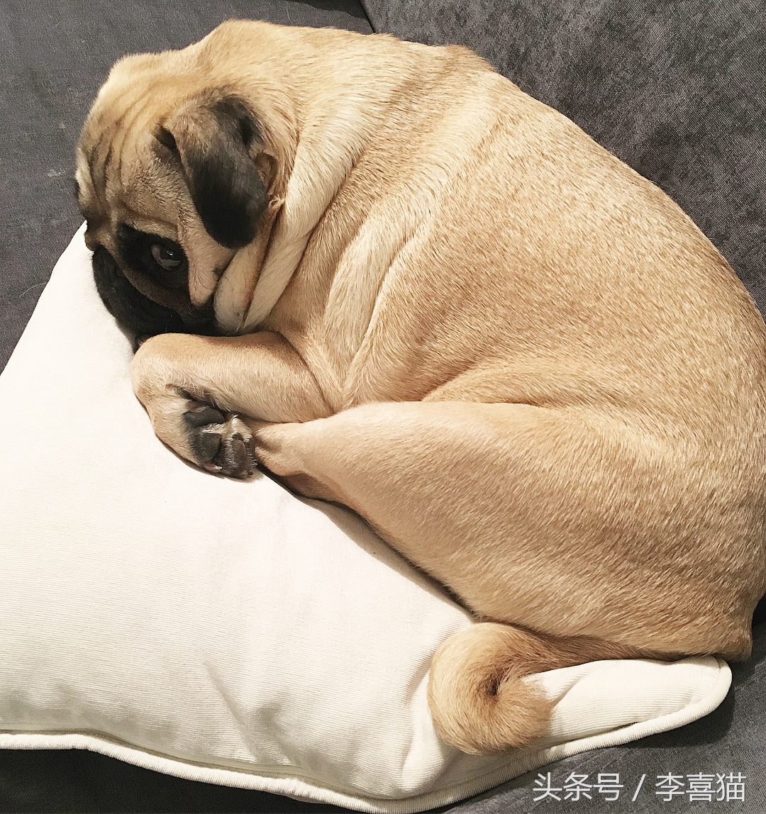 巴哥犬到底有多聪明,愁云满面