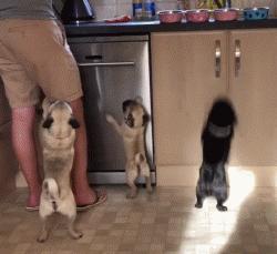 巴哥犬的日常表现有哪些,巴哥犬能有多可爱