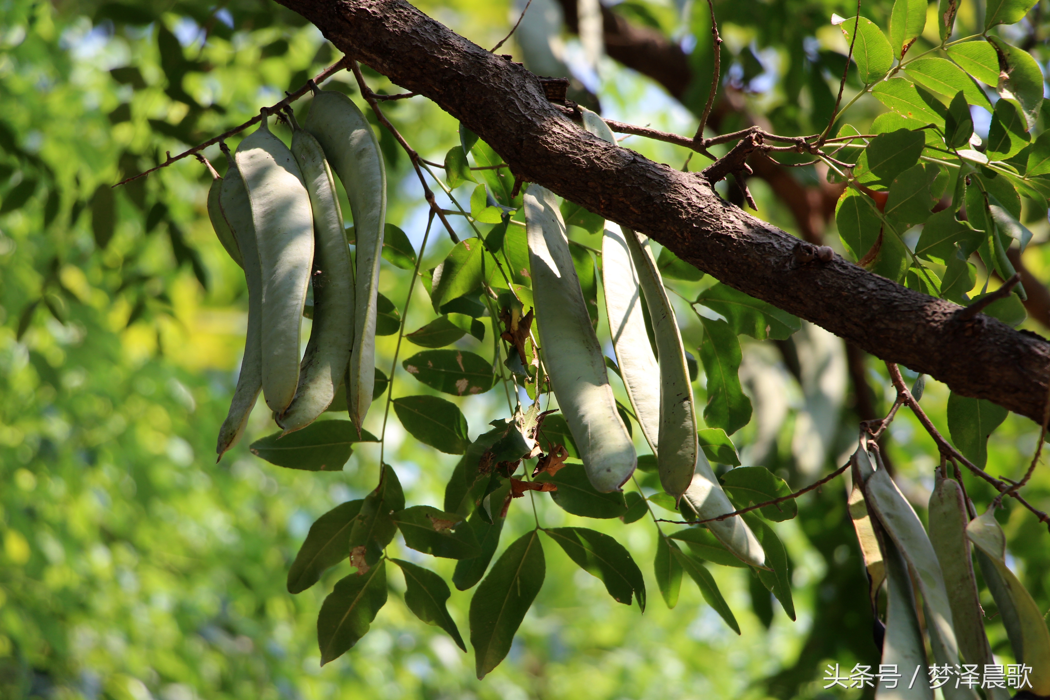 长满长长的尖刺看着吓人难得一见的稀有百年老皂荚树