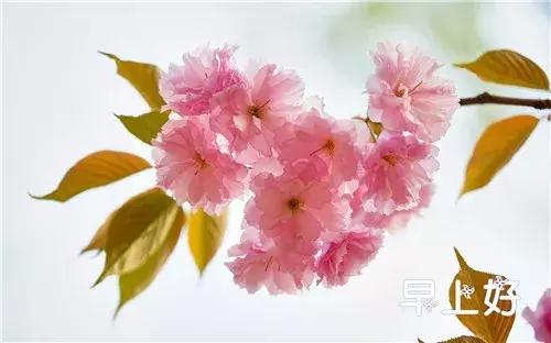 漂亮鲜花动态早上好表情图片,早上好最美的玫瑰花动态表情包