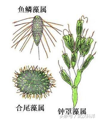 海边常见藻类植物图片,藻类植物常见的有什么