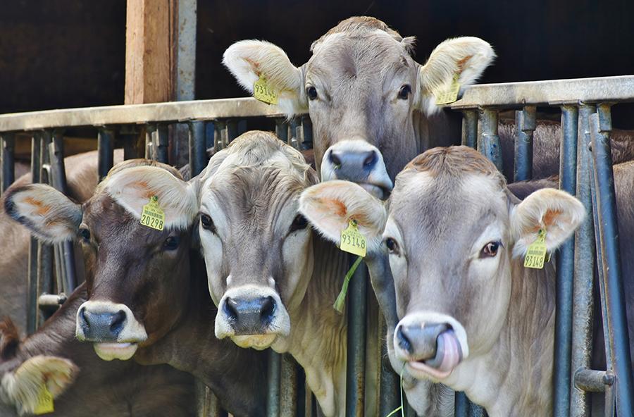 低头族注意啦，玩手机也能导致全球变暖