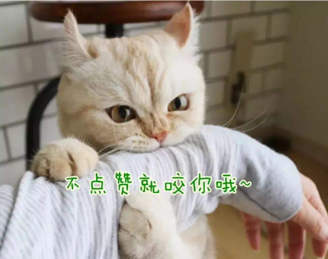 抖音热门模板,抖音爆款短视频模板