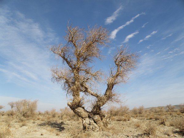 *疆新**（六）——梦牵大西北13