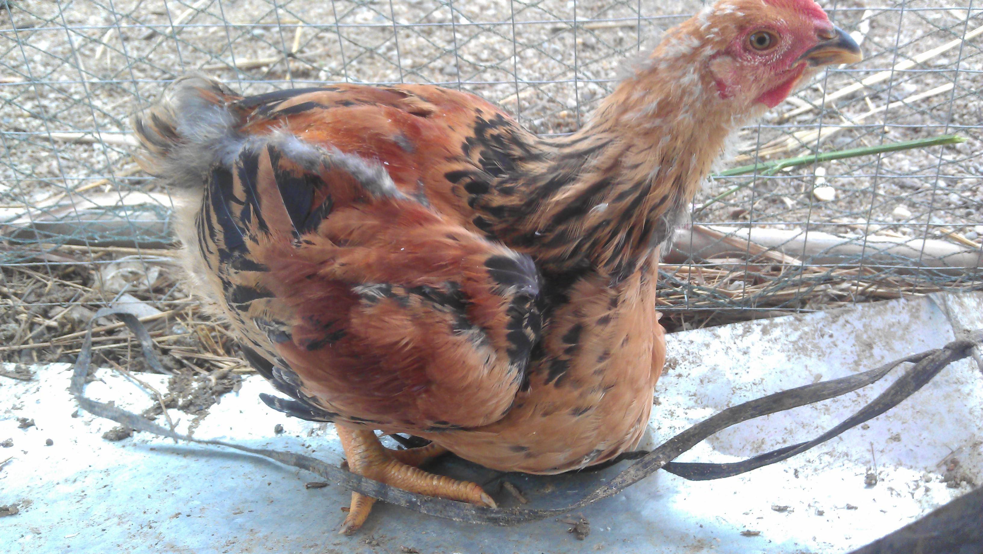 鸡嗉囊肿大很软怎么回事,鸡嗉囊肿大怎么治疗最好