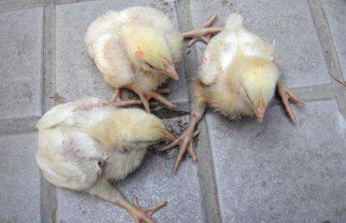 鸡嗉囊肿大很软怎么回事,鸡嗉囊肿大怎么治疗最好