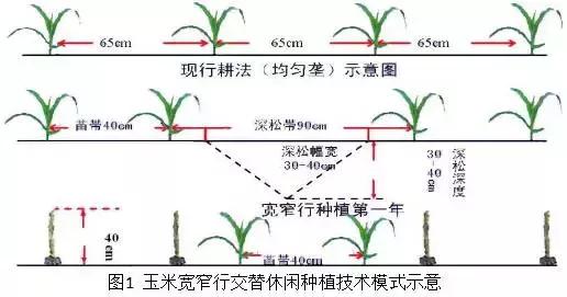 通过一亩地能挣多少钱,一亩地一年收入一般多少