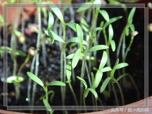 论种族天赋，在下是彻底输给了这波神操作了！