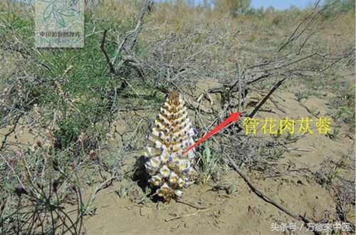 沙漠人参肉苁蓉什么季节有,沙漠人参肉苁蓉的做法