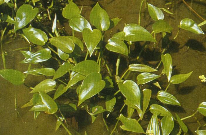 南阳人还去什么医院?你脚底下就是药房!