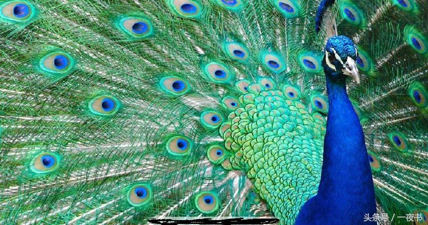 旭凤香蜜沉沉烬如霜法力排行,香蜜沉沉烬如霜旭凤四次现真身