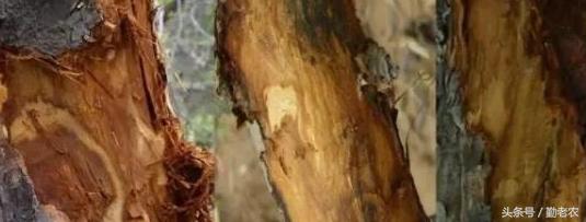 发展生态农业是生态效应吗,发展生态农业的总结