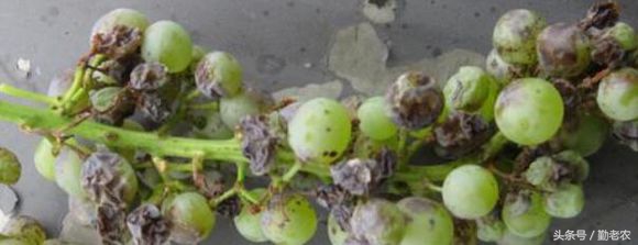 发展生态农业是生态效应吗,发展生态农业的总结