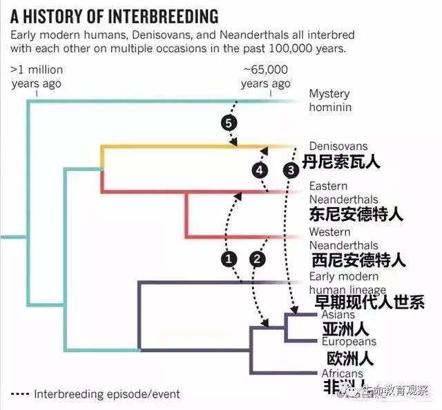 科学家如何发现人和大猩猩间有生殖隔离的