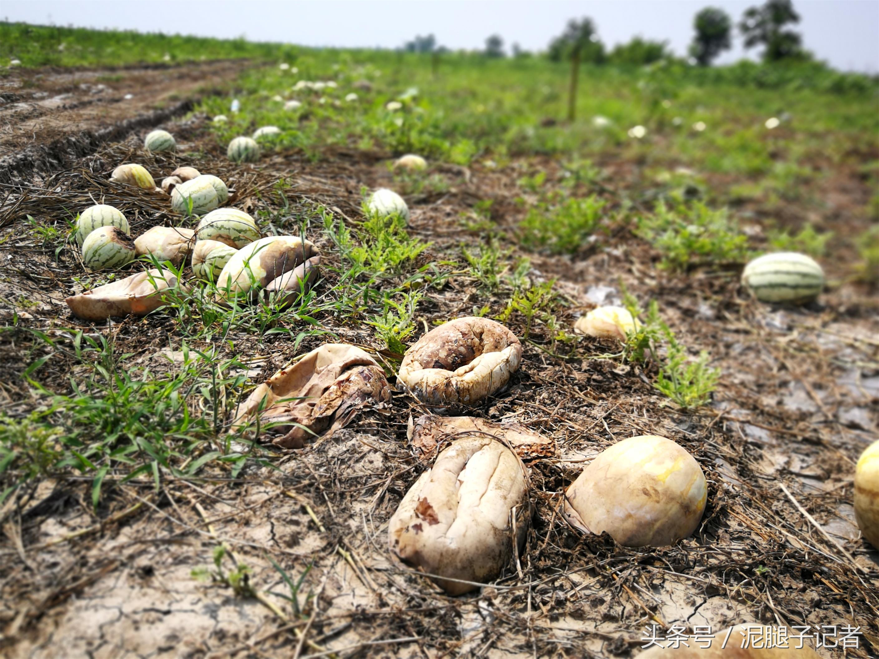 高温天气引起西瓜腐烂的原因,西瓜高温坏了有得救吗