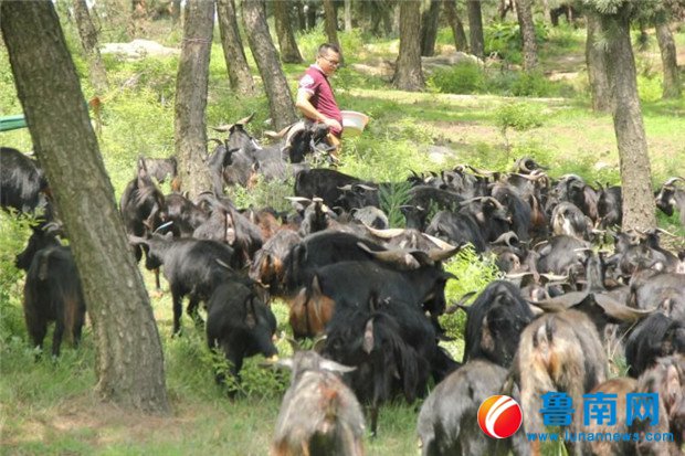 蒙山大洼黑山羊,沂蒙山农村黑山羊养殖