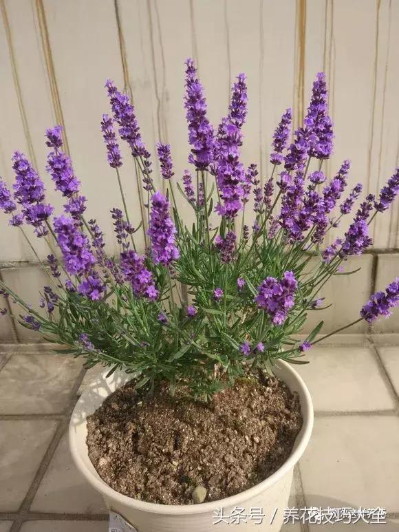 入睡困难也容易醒吃什么助眠药,入睡困难惊醒吃什么助睡眠的药好