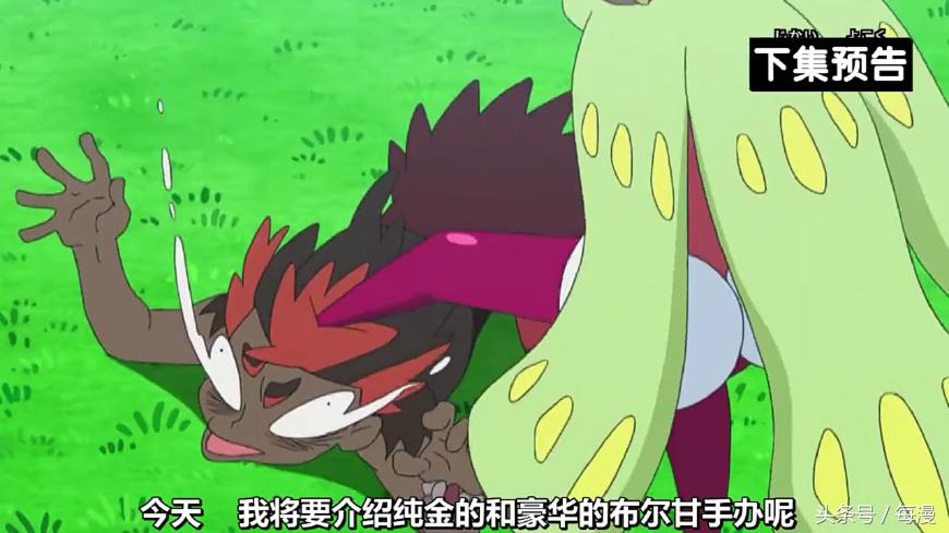 小智的木木枭最终进化了吗,小智的木木枭后来进化了吗