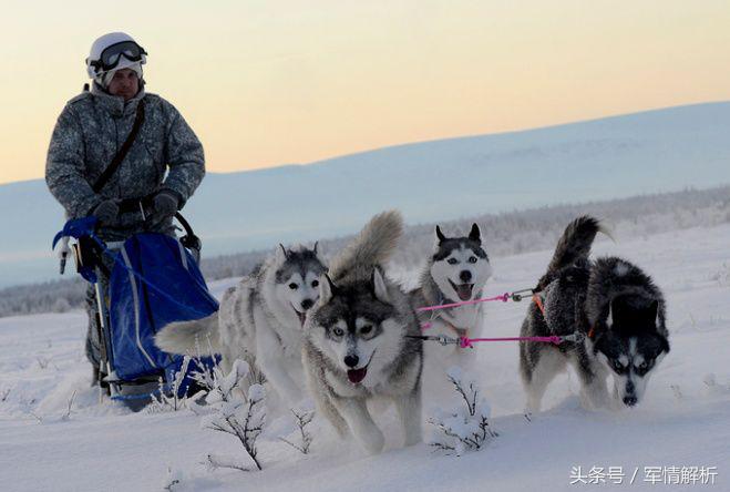 雪橇三傻是军犬吗,雪橇三傻当军犬