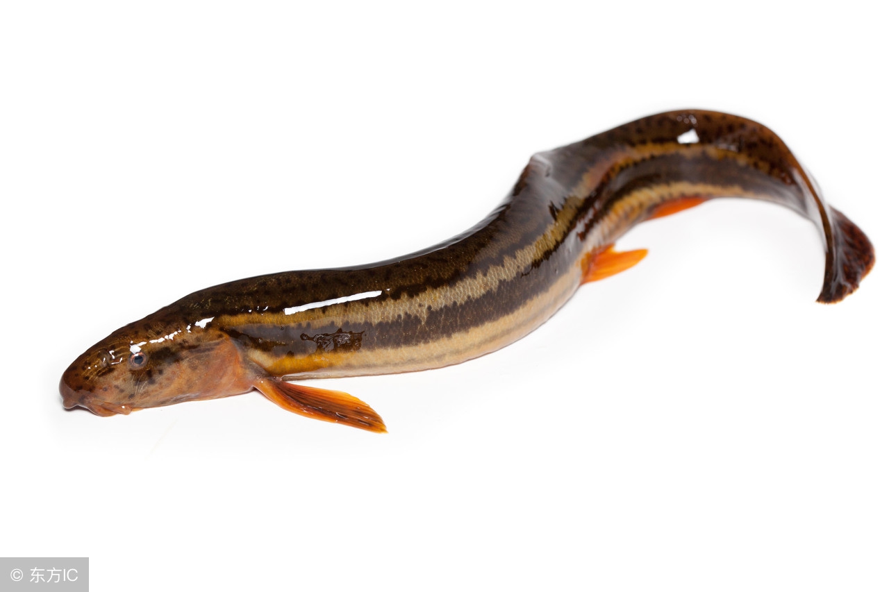 野生泥鳅与养殖泥鳅区别在哪,野生泥鳅和养殖泥鳅看哪里