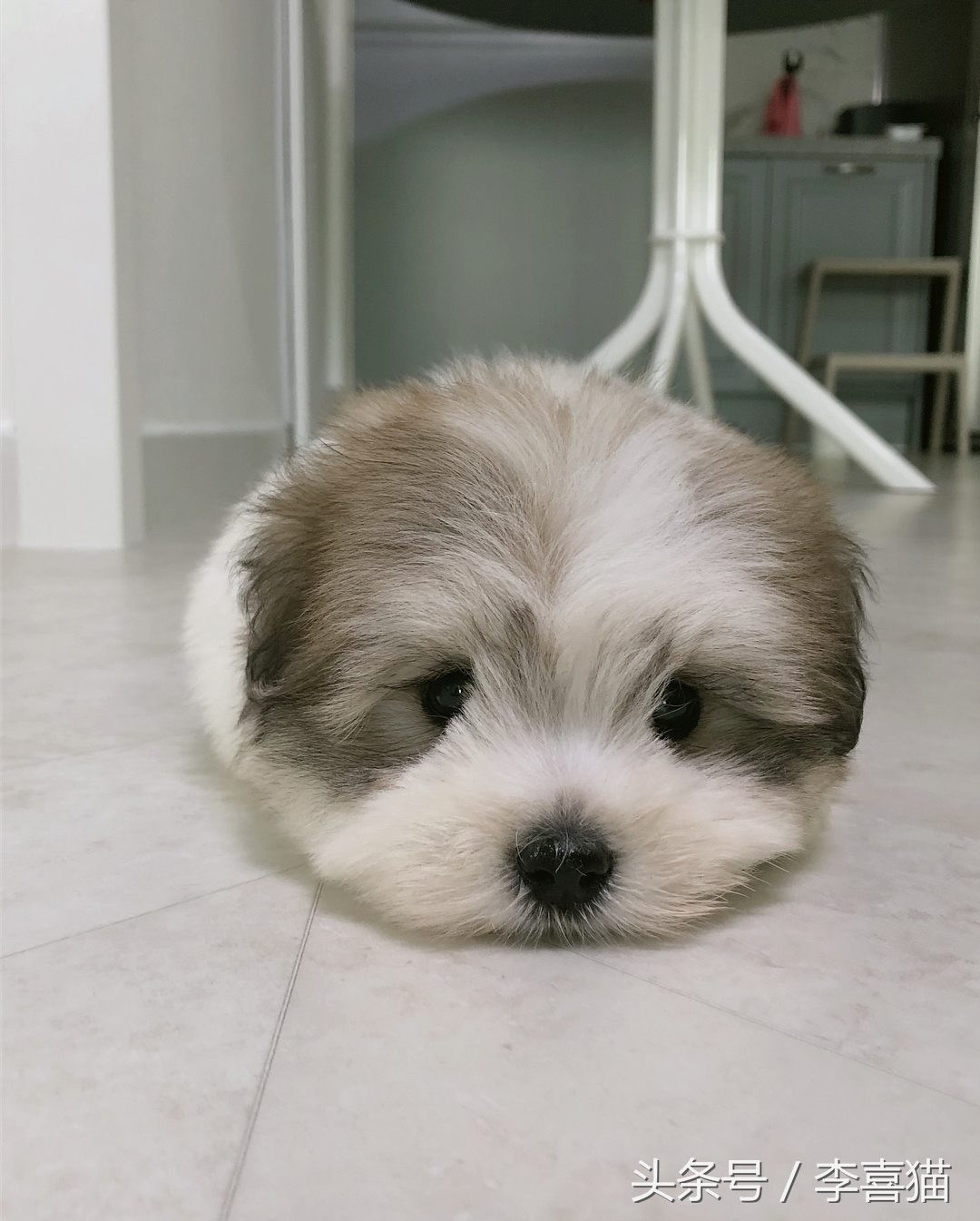 五种来自非洲的狗狗，最后一种可爱得像团毛球，知名度却很低