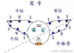僵猪怎么治疗最好的方法,僵猪的最佳调理方法