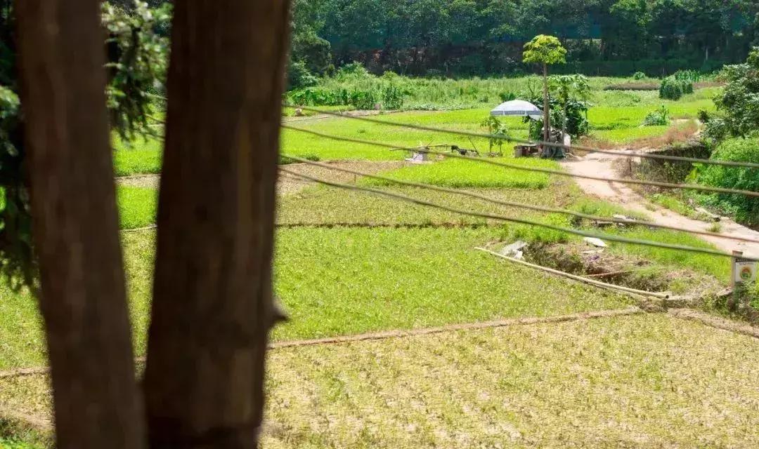 深圳足球公园免费开放,深圳新的草地公园