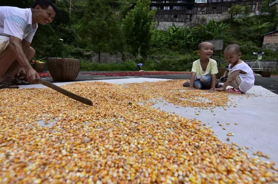 一亩地正常收入,一亩地收入利润多少钱