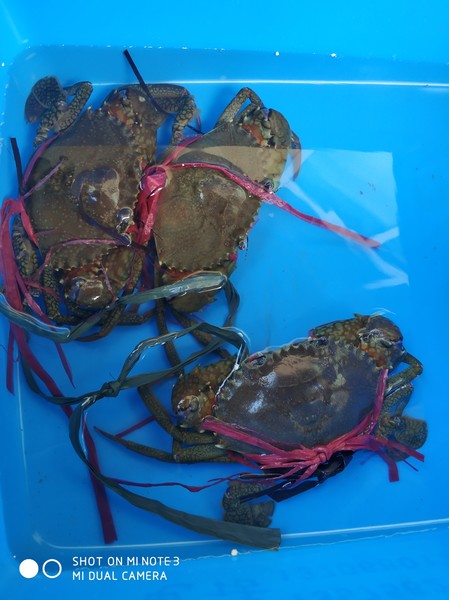 嵊泗三天两夜出游攻略,嵊泗本岛花鸟岛三天两夜攻略