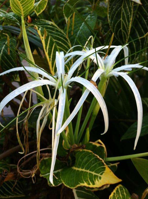 三宝妈妈三亚旅游,三宝妈妈三亚