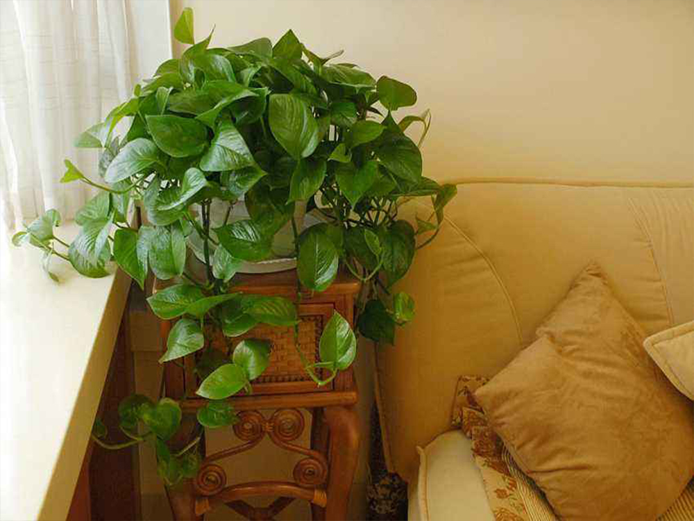 绿萝去除甲醛测评,绿萝除甲醛有效范围