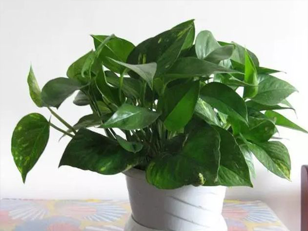 绿萝去除甲醛测评,绿萝除甲醛有效范围