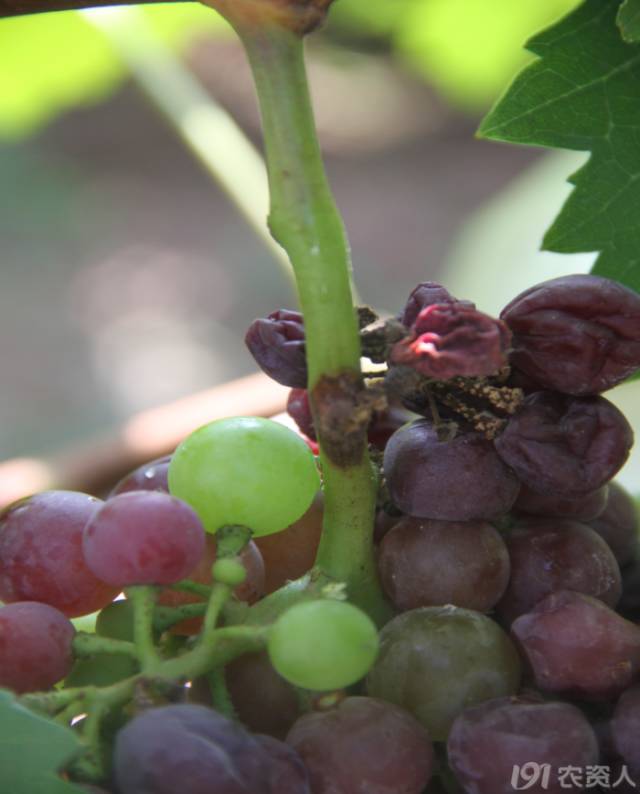 葡萄常见病害对照表,阳光玫瑰葡萄常见病害