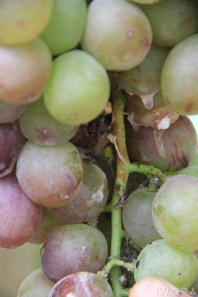 葡萄常见病害对照表,阳光玫瑰葡萄常见病害