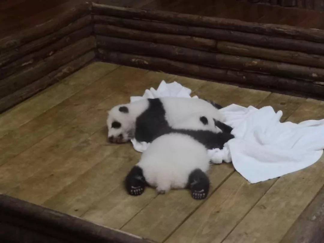 中国青年大使与加拿大青年领袖西安、成都行结束