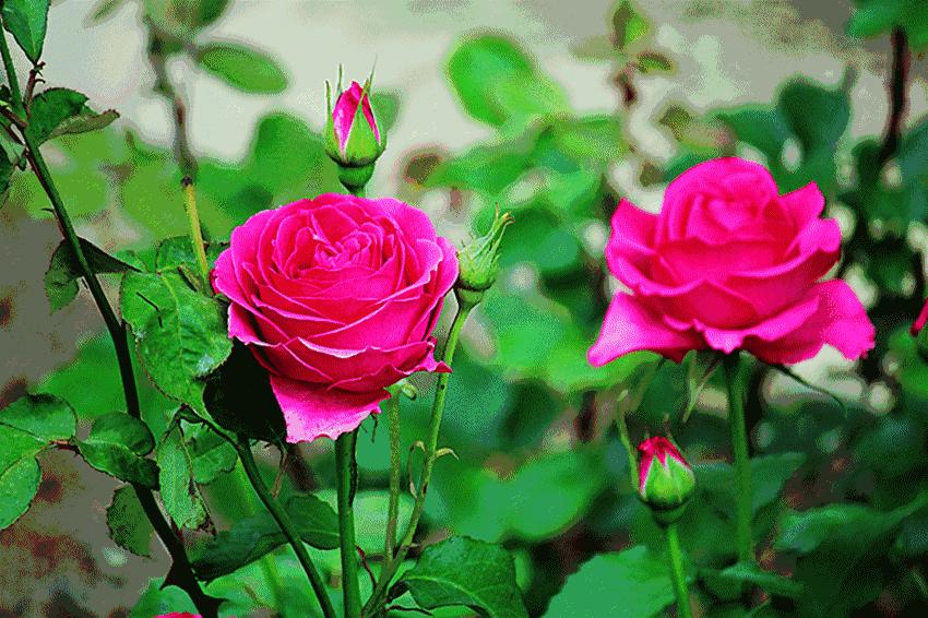 百寿图之内的礼物,百寿图大全