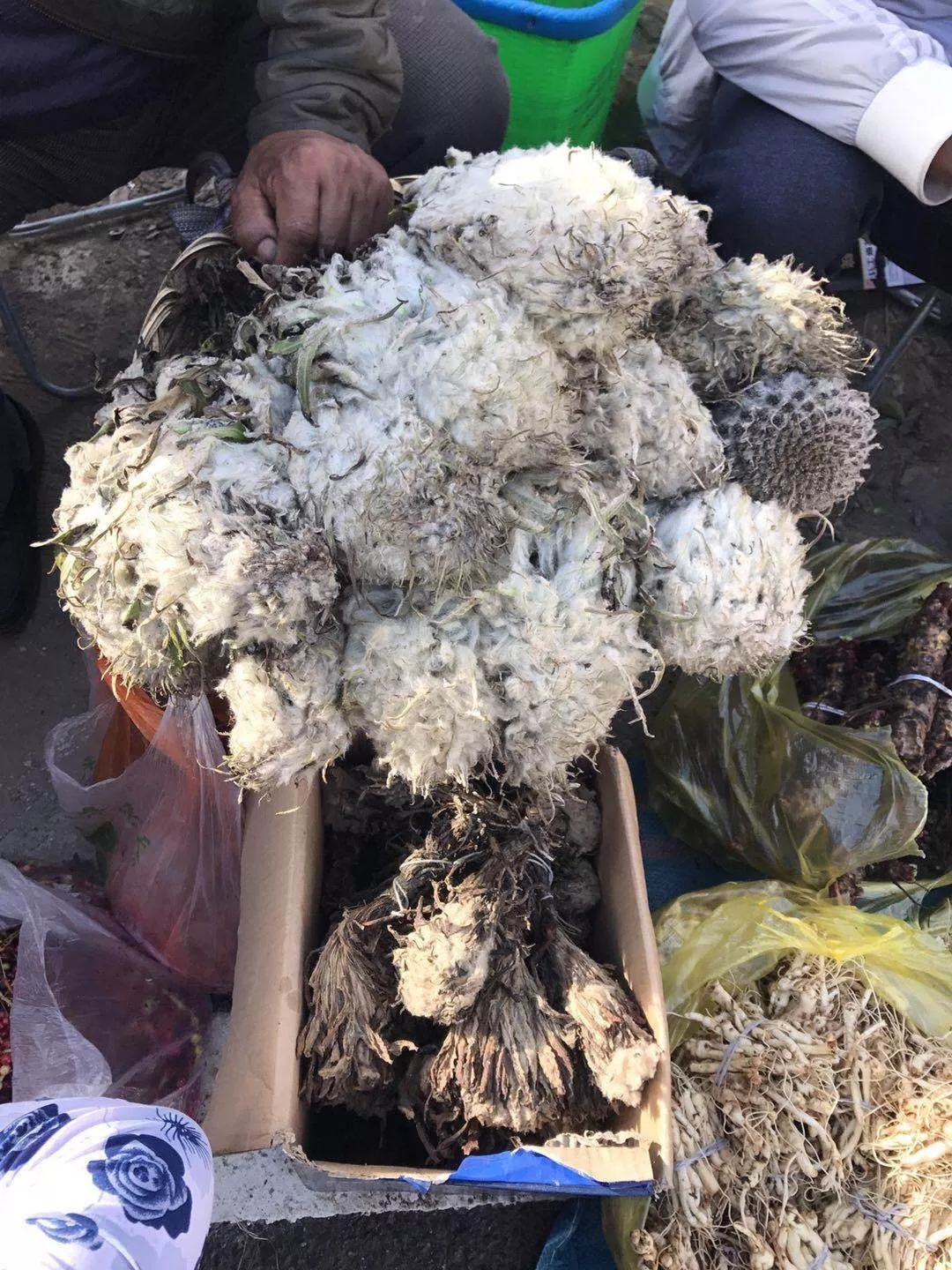 「昨日推文」哭泣的雪兔子，已经被人类挖到濒临灭绝！请高抬贵手放过它们吧！