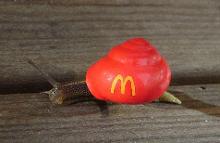 前些天下雨后在广场捡了一只大蜗牛,它属于哪种?名称求教,谢谢