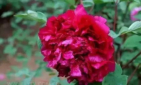 8.8发财日的祝福,8月18日发财日早安祝福图片