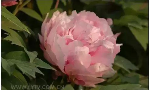 8.8发财日的祝福,8月18日发财日早安祝福图片