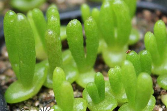 多肉养护知识冬天,多肉知识大全讲解