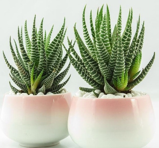 多肉养护知识冬天,多肉知识大全讲解