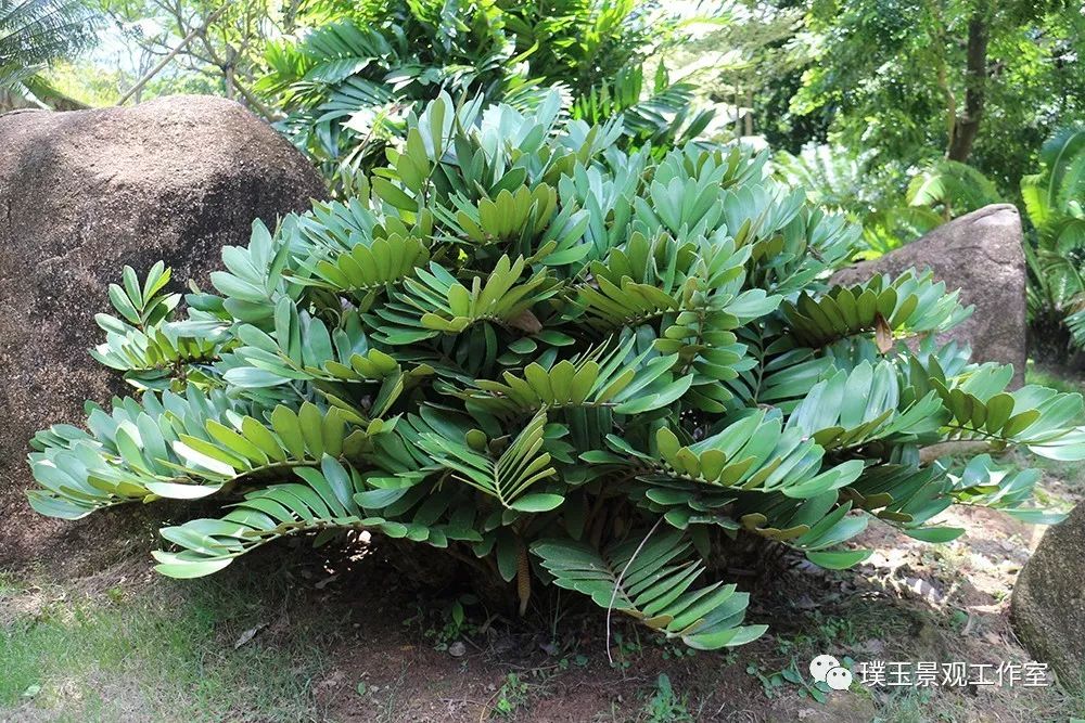 最漂亮的铁树开花,铁树开花深圳