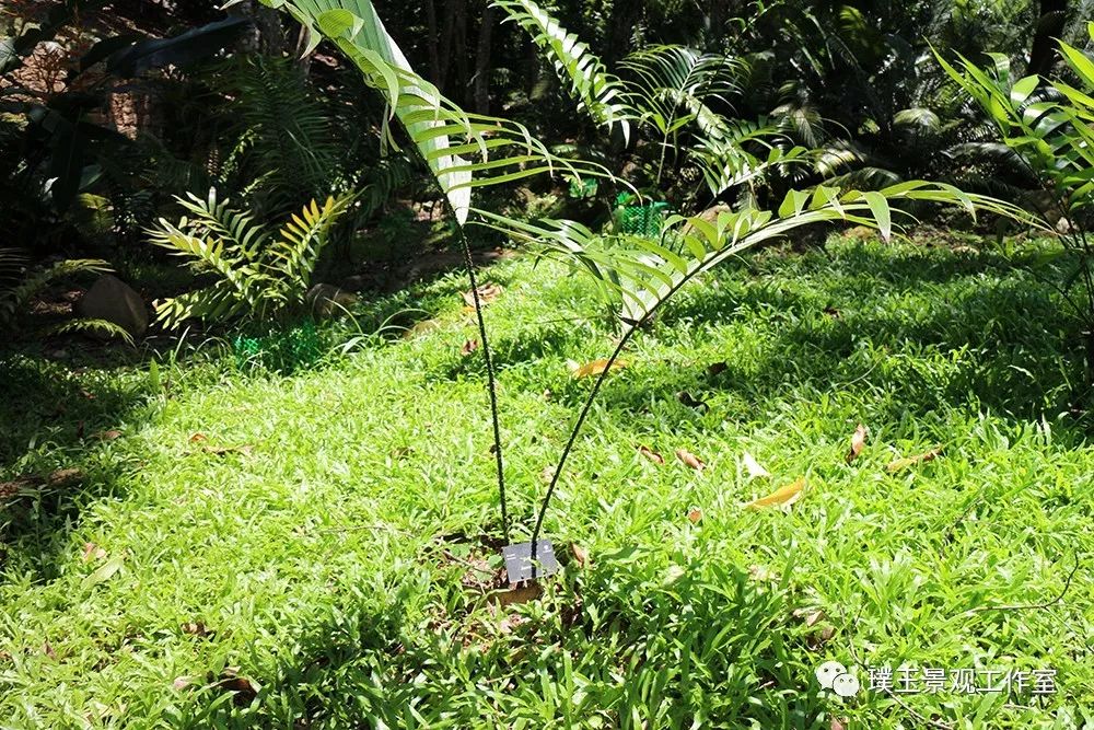 最漂亮的铁树开花,铁树开花深圳